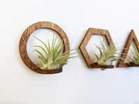 Wood Air Plant Magnet - Geometric Shapes