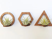 Wood Air Plant Magnet - Geometric Shapes