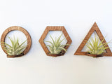Wood Air Plant Magnet - Geometric Shapes
