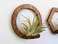 Wood Air Plant Magnet - Geometric Shapes