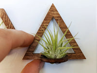 Wood Air Plant Magnet - Geometric Shapes