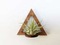 Wood Air Plant Magnet - Geometric Shapes