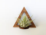 Wood Air Plant Magnet - Geometric Shapes